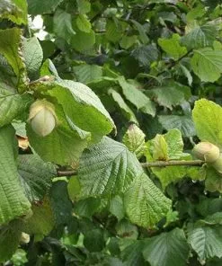Future Forests Cobnut - Corylus Avellana Cosford Cob Fruit