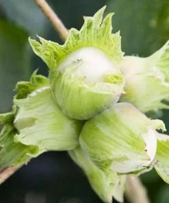 Future Forests Cobnut - Corylus Avellana Cosford Cob Fruit