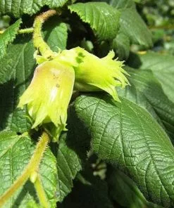 Future Forests Cobnut - Corylus Avellana Cosford Cob Fruit