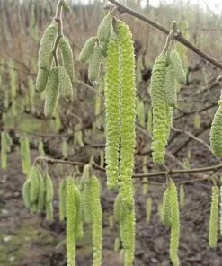 Future Forests Cobnut - Corylus Avellana Cosford Cob Fruit