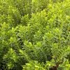 Future Forests Hebe Buxifolia Nana Shrubs