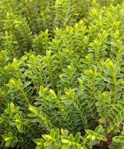 Future Forests Hebe Buxifolia Nana Shrubs