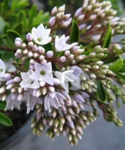 Future Forests Hebe Buxifolia Nana Shrubs