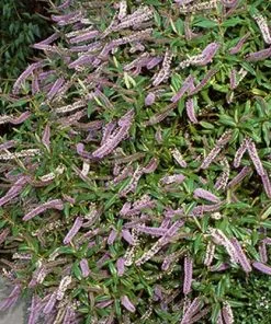 Future Forests Shrubs Hebe Midsummer Beauty
