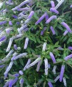 Future Forests Shrubs Hebe Midsummer Beauty