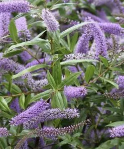 Future Forests Shrubs Hebe Midsummer Beauty