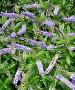 Future Forests Shrubs Hebe Midsummer Beauty