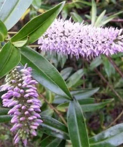 Future Forests Shrubs Hebe Midsummer Beauty