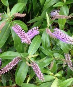 Future Forests Shrubs Hebe Midsummer Beauty