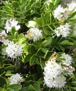 Future Forests Hebe Wiri Mist