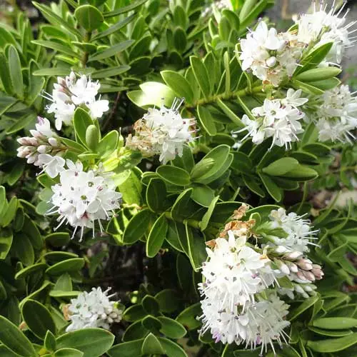 Future Forests Hebe Wiri Mist 3 Future Forests Hebe Wiri Mist