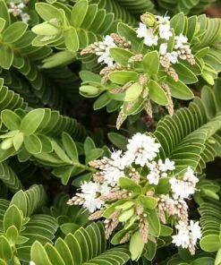 Future Forests Hebe Wiri Mist 8 Future Forests Hebe Wiri Mist