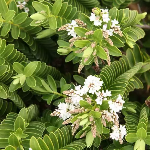 Future Forests Hebe Wiri Mist 5 Future Forests Hebe Wiri Mist