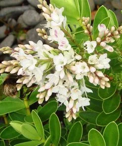 Future Forests Hebe Wiri Mist 9 Future Forests Hebe Wiri Mist