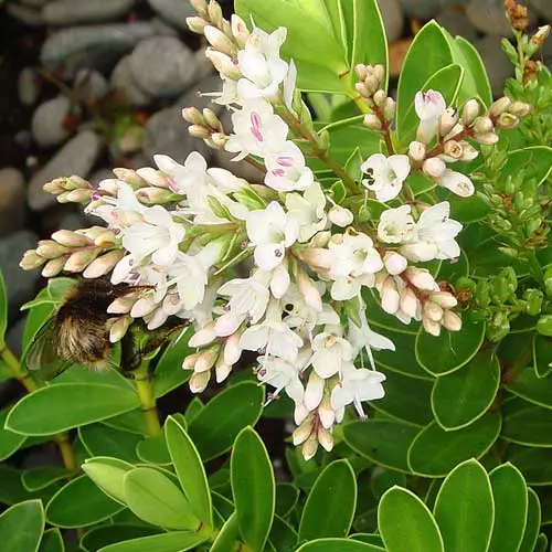 Future Forests Hebe Wiri Mist 6 Future Forests Hebe Wiri Mist