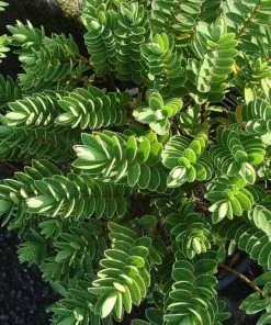 Future Forests Hebe Wiri Mist