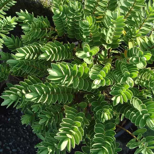 Future Forests Hebe Wiri Mist 4 Future Forests Hebe Wiri Mist