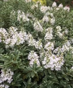 Future Forests Hebe Pinguifolia Sutherlandii