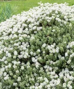 Future Forests Hebe Pinguifolia Sutherlandii