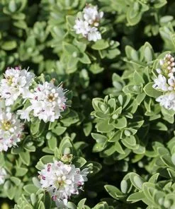 Future Forests Hebe Pinguifolia Sutherlandii