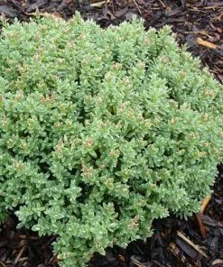 Future Forests Hebe Pinguifolia Sutherlandii