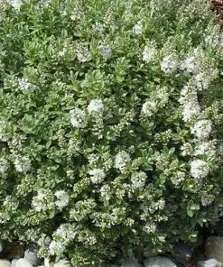 Future Forests Hebe Pinguifolia Sutherlandii