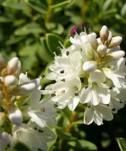 Future Forests Hebe Pinguifolia Sutherlandii