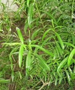 Future Forests Shrubs Hebe Salicifolia 10 Future Forests Shrubs Hebe Salicifolia