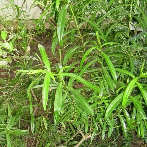 Future Forests Shrubs Hebe Salicifolia 5 Future Forests Shrubs Hebe Salicifolia