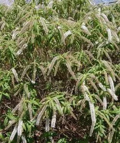 Future Forests Shrubs Hebe Salicifolia