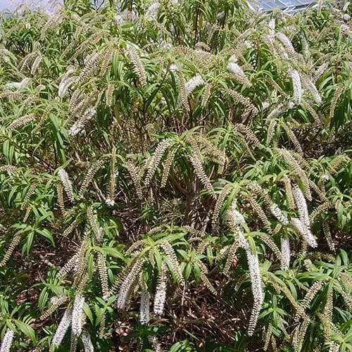 Future Forests Shrubs Hebe Salicifolia 3 Future Forests Shrubs Hebe Salicifolia