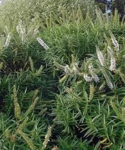Future Forests Shrubs Hebe Salicifolia