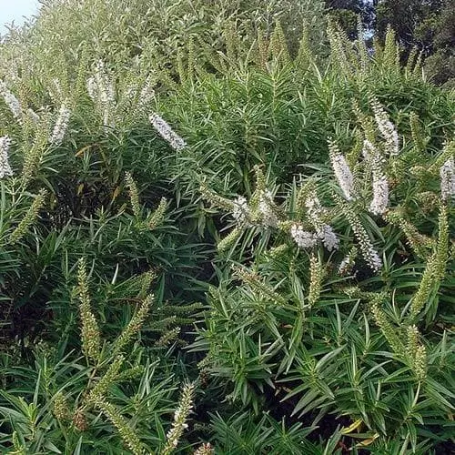 Future Forests Shrubs Hebe Salicifolia 4 Future Forests Shrubs Hebe Salicifolia