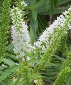 Future Forests Shrubs Hebe Salicifolia 11 Future Forests Shrubs Hebe Salicifolia