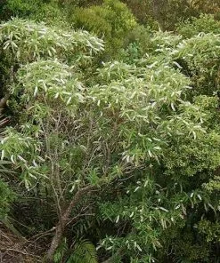 Future Forests Shrubs Hebe Salicifolia 12 Future Forests Shrubs Hebe Salicifolia