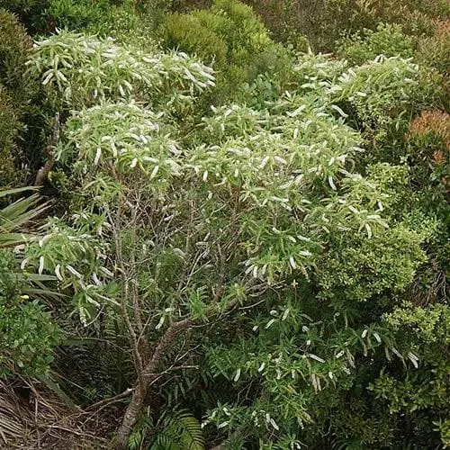 Future Forests Shrubs Hebe Salicifolia 7 Future Forests Shrubs Hebe Salicifolia
