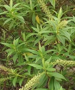 Future Forests Shrubs Hebe Salicifolia 13 Future Forests Shrubs Hebe Salicifolia