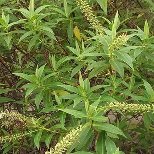 Future Forests Shrubs Hebe Salicifolia 8 Future Forests Shrubs Hebe Salicifolia
