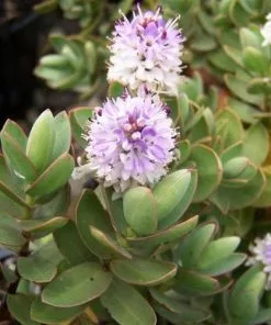 Future Forests Shrubs Hebe Albicans Red Edge