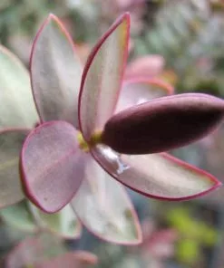 Future Forests Shrubs Hebe Albicans Red Edge