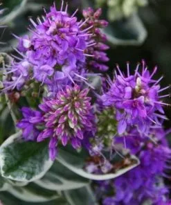 Future Forests Shrubs Hebe X Franciscana Variegata