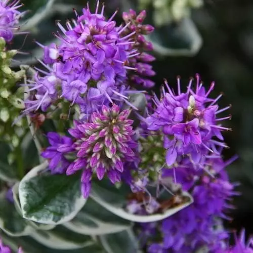 Future Forests Shrubs Hebe X Franciscana Variegata 3 Future Forests Shrubs Hebe X Franciscana Variegata