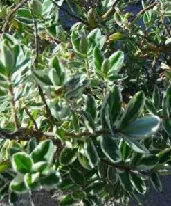 Future Forests Shrubs Hebe X Franciscana Variegata