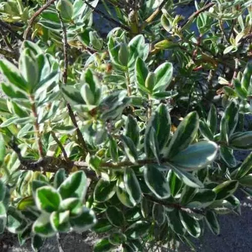 Future Forests Shrubs Hebe X Franciscana Variegata 4 Future Forests Shrubs Hebe X Franciscana Variegata