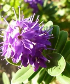 Future Forests Shrubs Hebe X Franciscana Variegata 8 Future Forests Shrubs Hebe X Franciscana Variegata