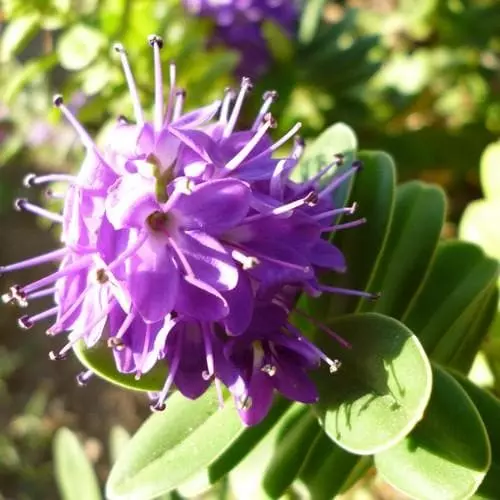 Future Forests Shrubs Hebe X Franciscana Variegata 5 Future Forests Shrubs Hebe X Franciscana Variegata