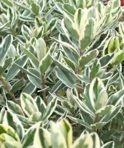 Future Forests Shrubs Hebe X Franciscana Variegata 9 Future Forests Shrubs Hebe X Franciscana Variegata