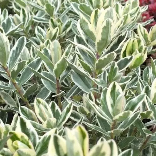 Future Forests Shrubs Hebe X Franciscana Variegata 6 Future Forests Shrubs Hebe X Franciscana Variegata
