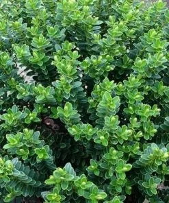 Future Forests Hebe Vernicosa Shrubs