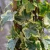 Future Forests Climbers Hedera Helix Golden Kolibri
